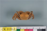 藏品(斑點擬相手蟹)的圖片